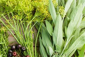 Heilkräuter im Rhythmus der Natur  Frühlingskräuter  